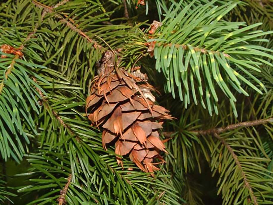 Green Douglas Fir, Pseudotsuga menziesii, Tree Seeds