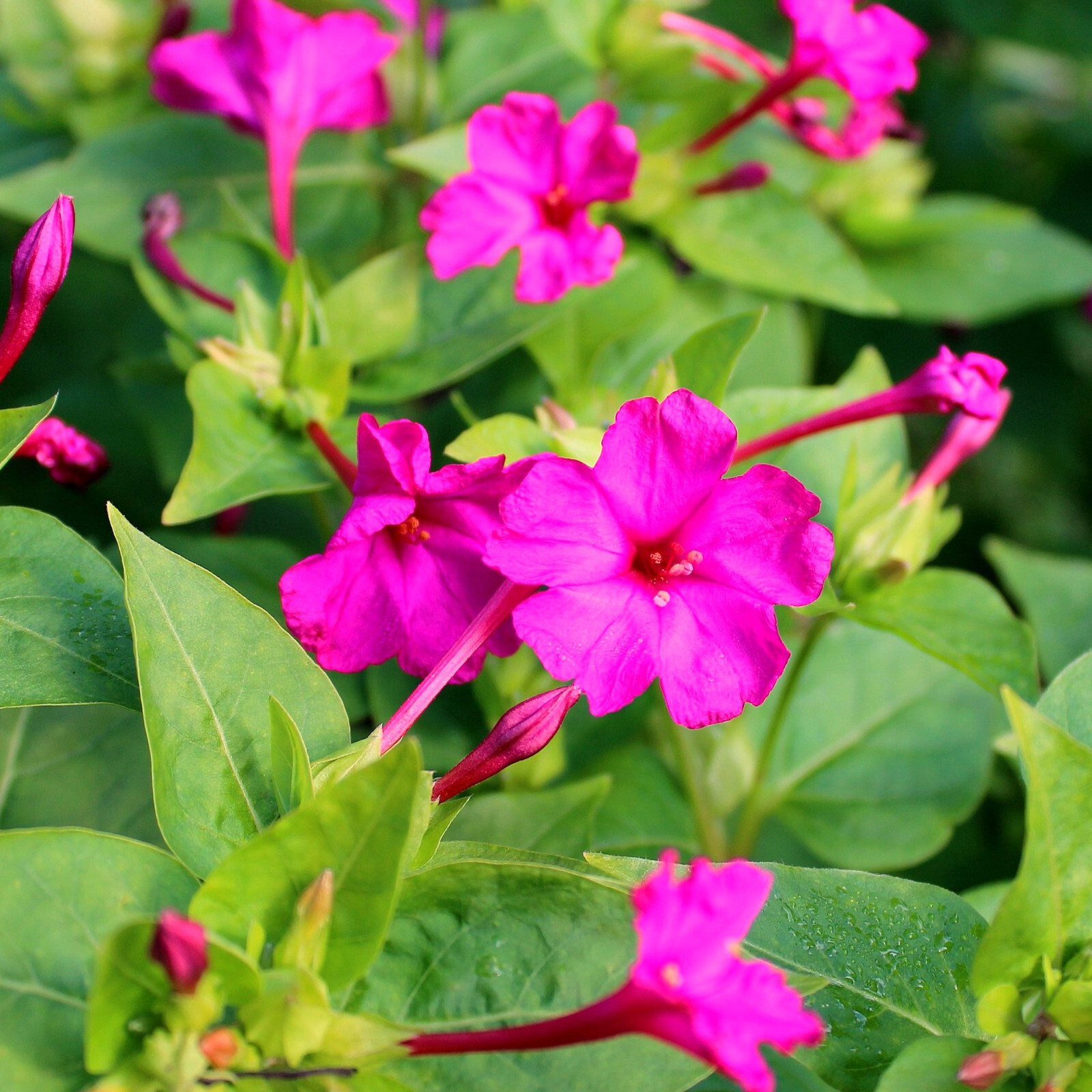 Pink Four O’ Clock Seeds | Mirabilis Rose Marvel Peru Magenta Flower Seed 2025