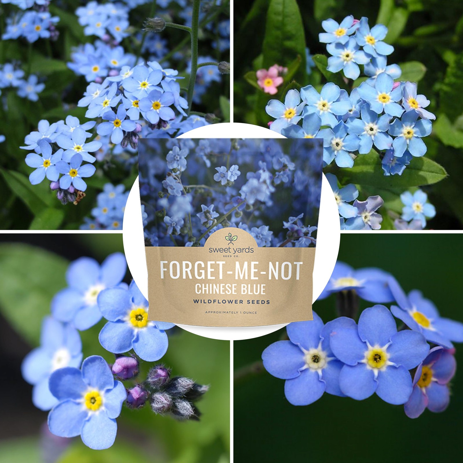 Chinese Forget Me Not Wildflower Seeds Bulk 1 Ounce Packet Over 5,500