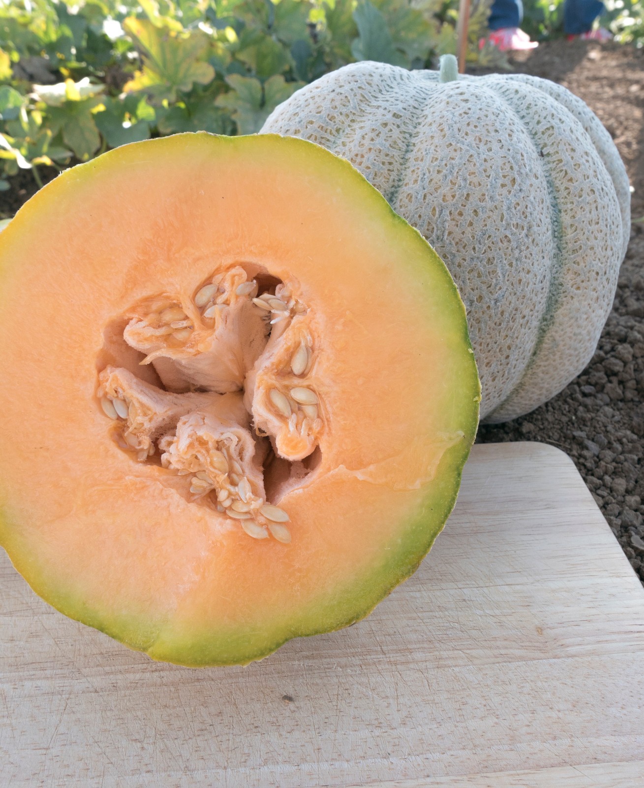 50 Heirloom Jumbo Iroquois Cantaloupe Seeds – Gigantic 7-8LB Super Sweet Melon