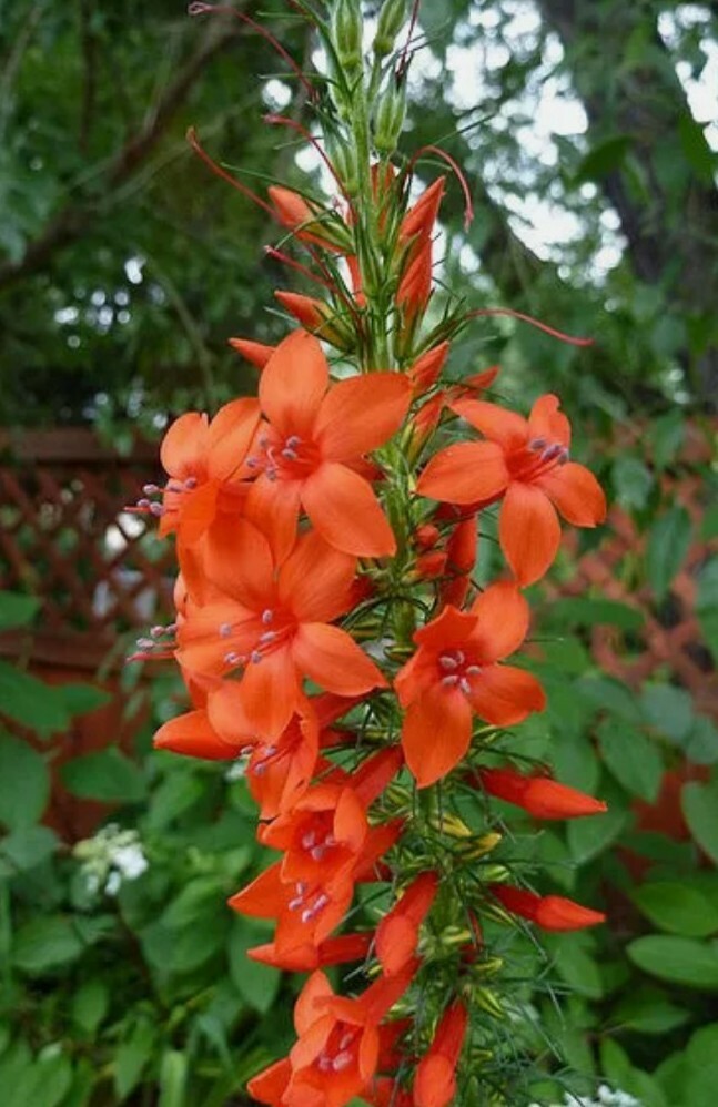20 +standing cypress, DROUGHT TOLERANT, SEEDS! Usa seller
