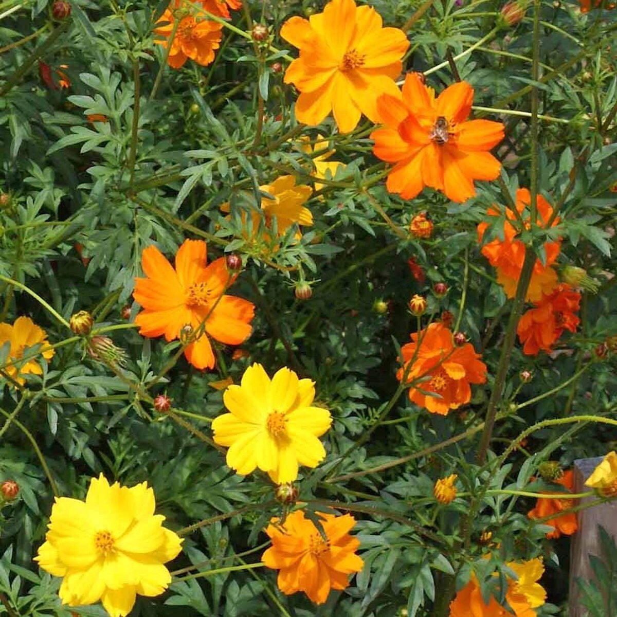 1 Lb Bright Lights Mixed Sulphur Cosmos Wildflower Seeds – Everwilde Farms Mylar