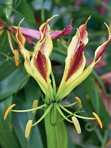 Gloriosa carsonii | Climbing or Creeping Lily | 10 Seeds