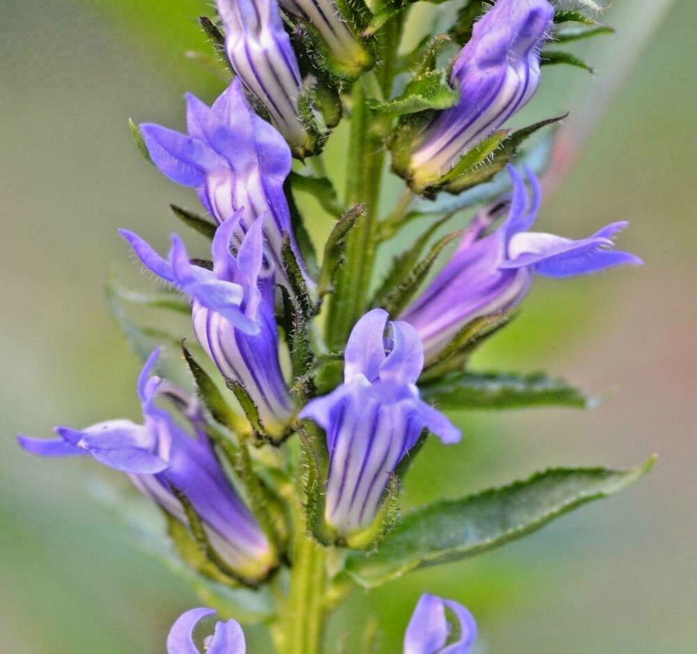 300+GREAT BLUE LOBELIA Seeds Native Wildflower Poor Soils Shade Garden Heat Cold