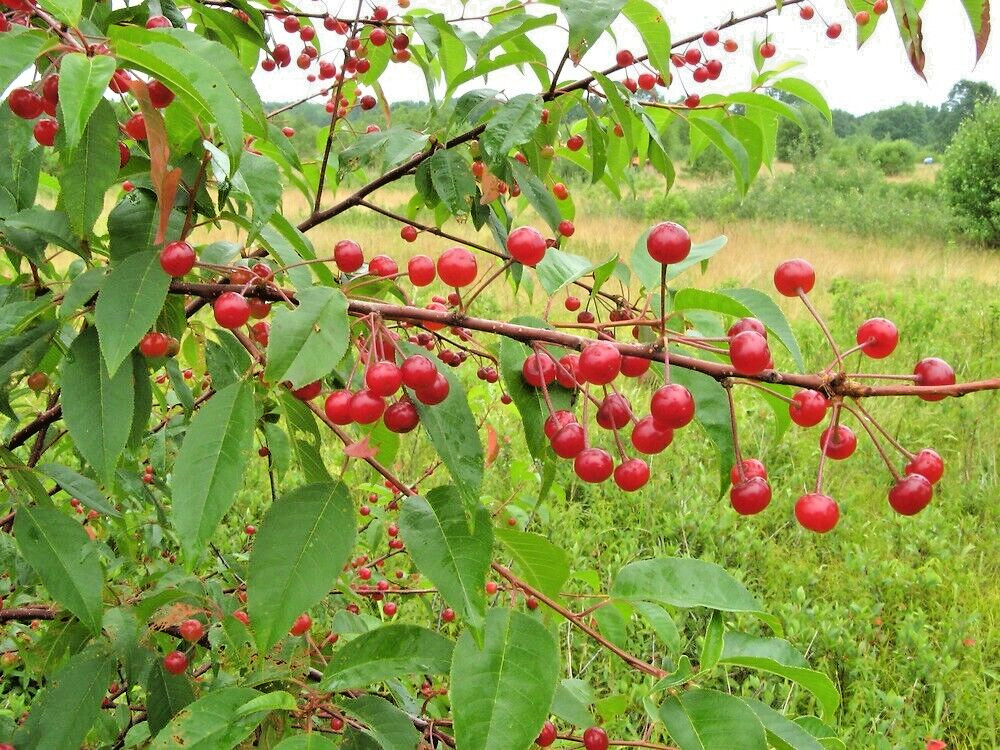 Pin Cherry Tree | Premium Seeds | Prunus pensylvanica ‘Spring’ | Plants’®