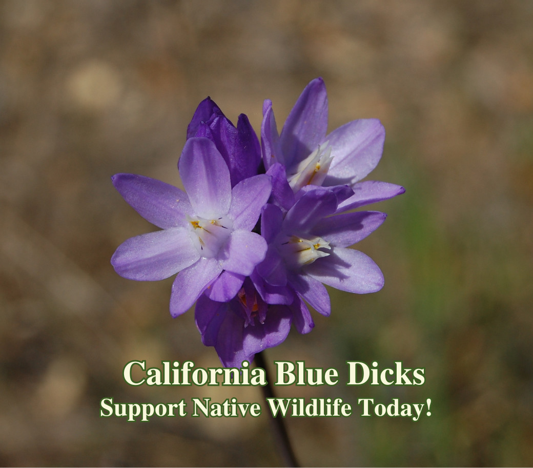 California Blue Dicks Seeds California Native Seeds Dichelostemma capitatu