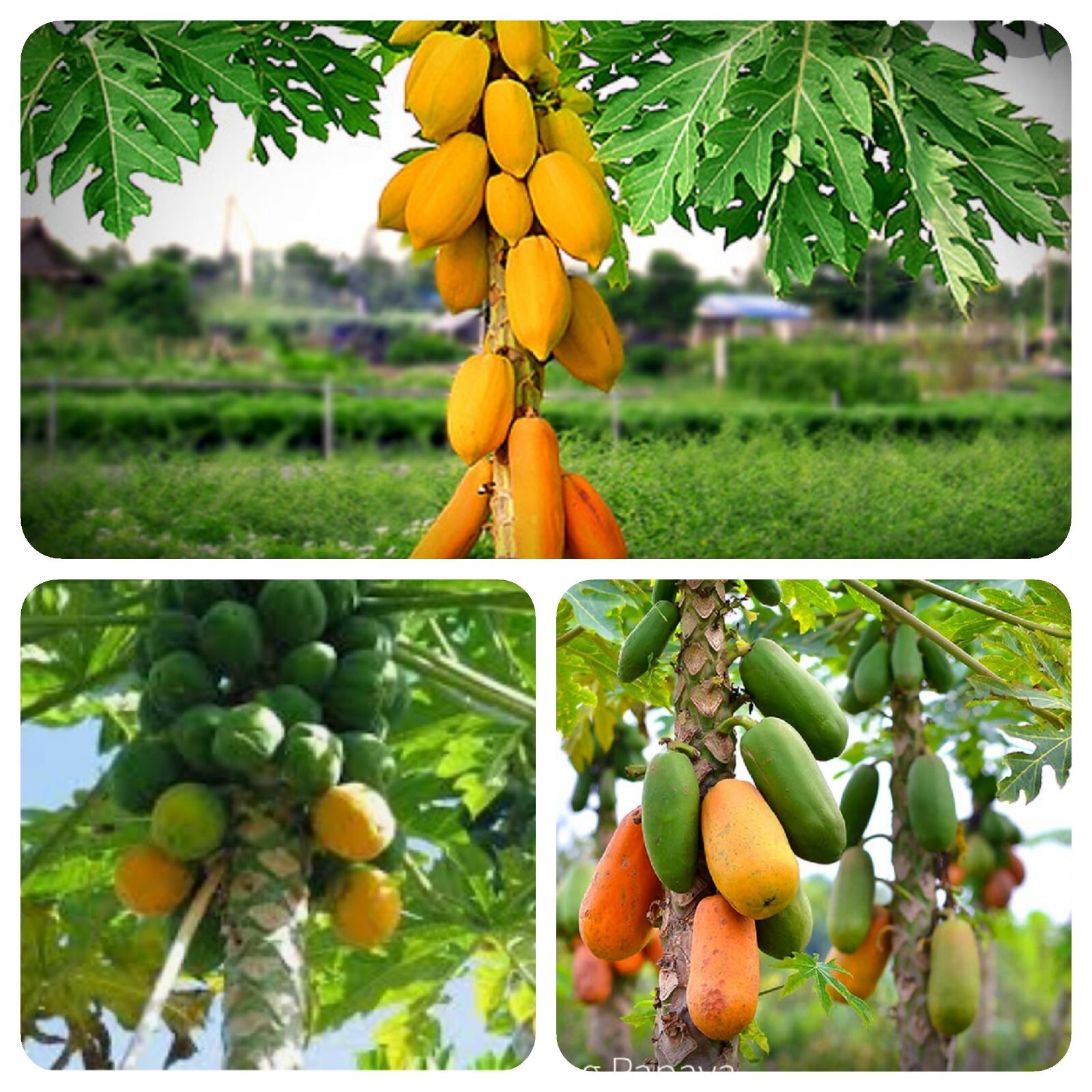 100 Papaya Seeds FREE Turmeric Powder Non GMO, Organic, Free Shipping