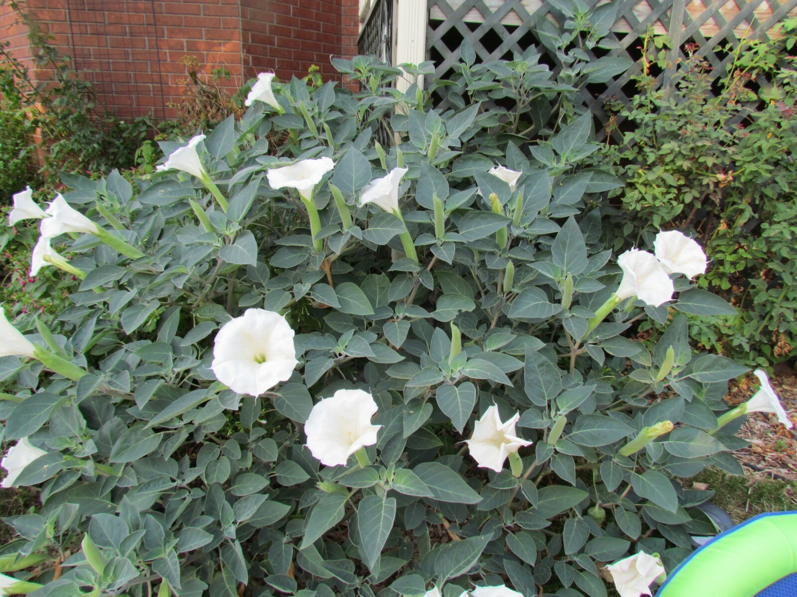Moonflower Seeds WHITE Fragrant Bush Organic Moon flower Datura Angel Trumpet