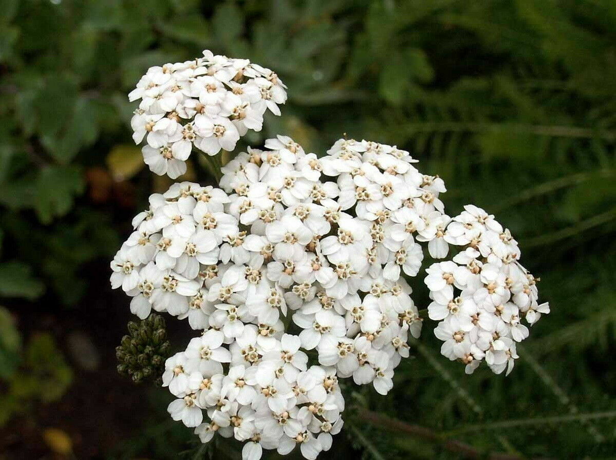 White Yarrow Achillea Millefolium Flower Herb Seeds (1000 to 100,000 SEEDS)