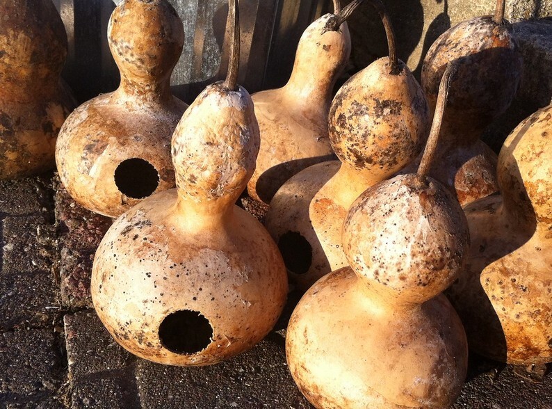 50 Martin Birdhouse Gourd Seeds, Heirloom, Non-GMO, US Seller, Free Shipping
