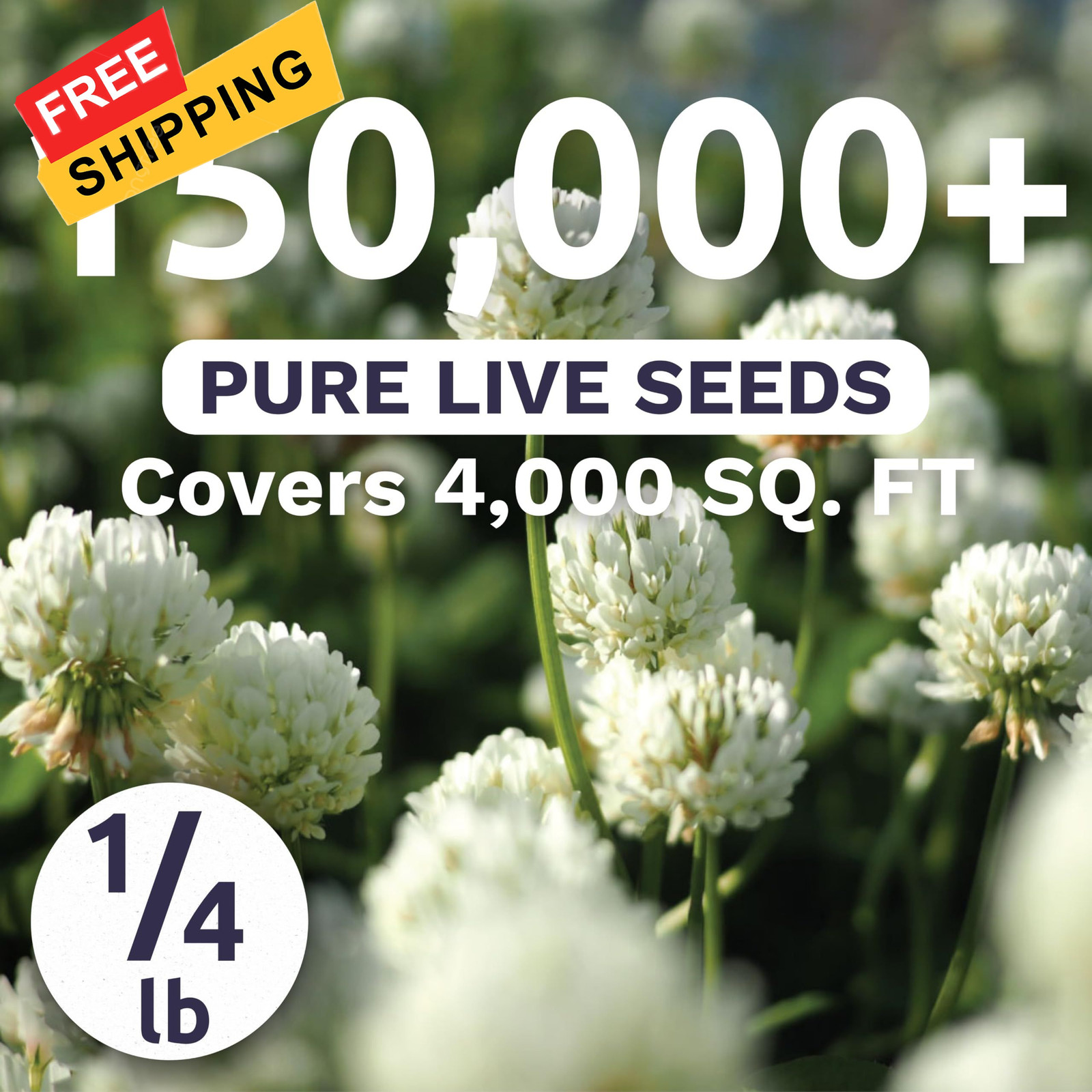 White Dutch Clover – Bulk 1/4 Pound Pouch – Bag (150,000 Seeds)