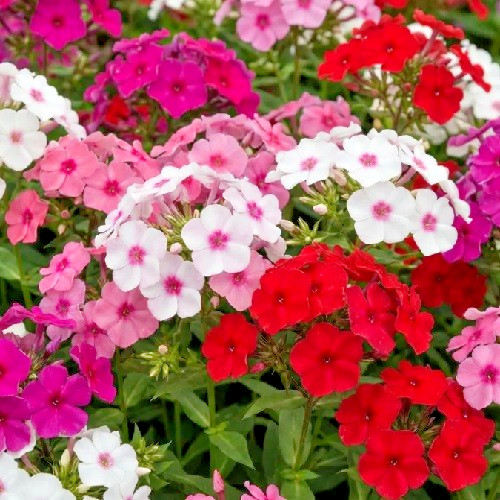 Mixed Colors Phlox Seeds Easy To Grow Fragrant, Beautiful Sun Loving Pollinators