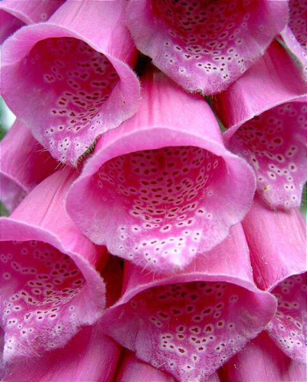 1000 PINK FOXGLOVE Digiitalis Purpurea Flower Seeds