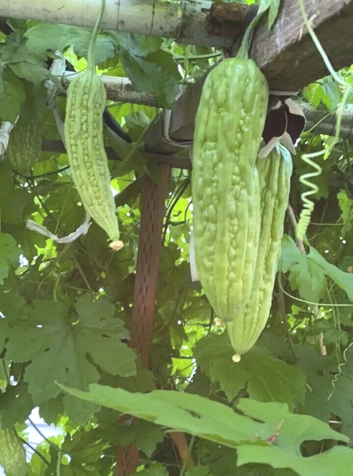 15 Chinese Bitter Melon Vegetable Gourd Squash Seeds 有机苦瓜种子 – Heirloom Variety