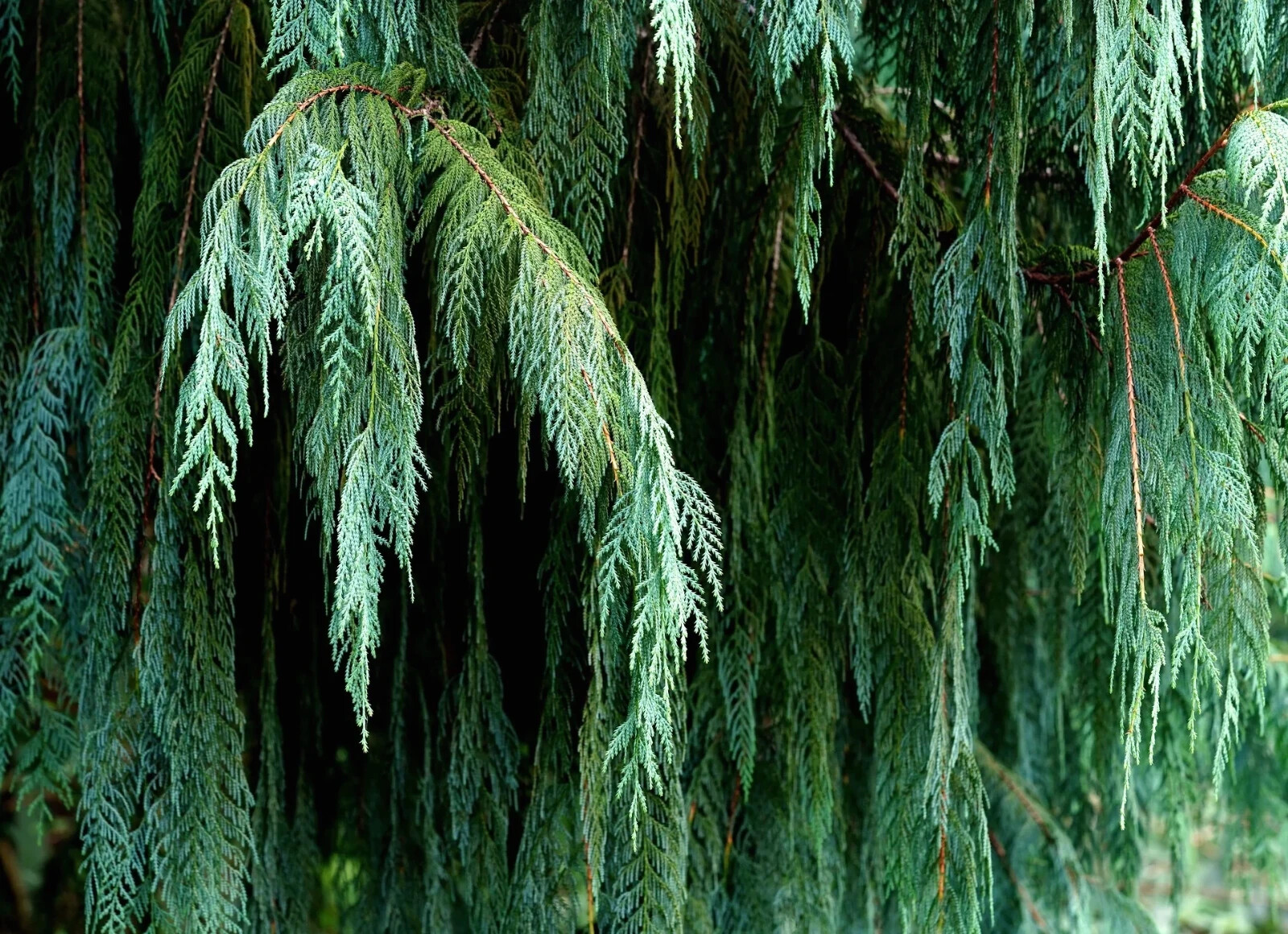 Kashmir Bhutan Weeping Cypress Tree Seeds (Cupressus Cashmeriana) Blue Evergreen