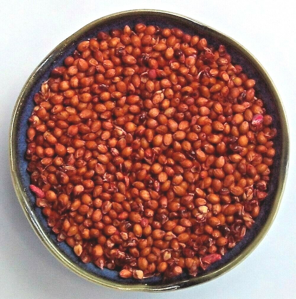 400+ROX ORANGE Sweet SORGHUM Seeds Organic Sugar Native Waconia Natural Syrup