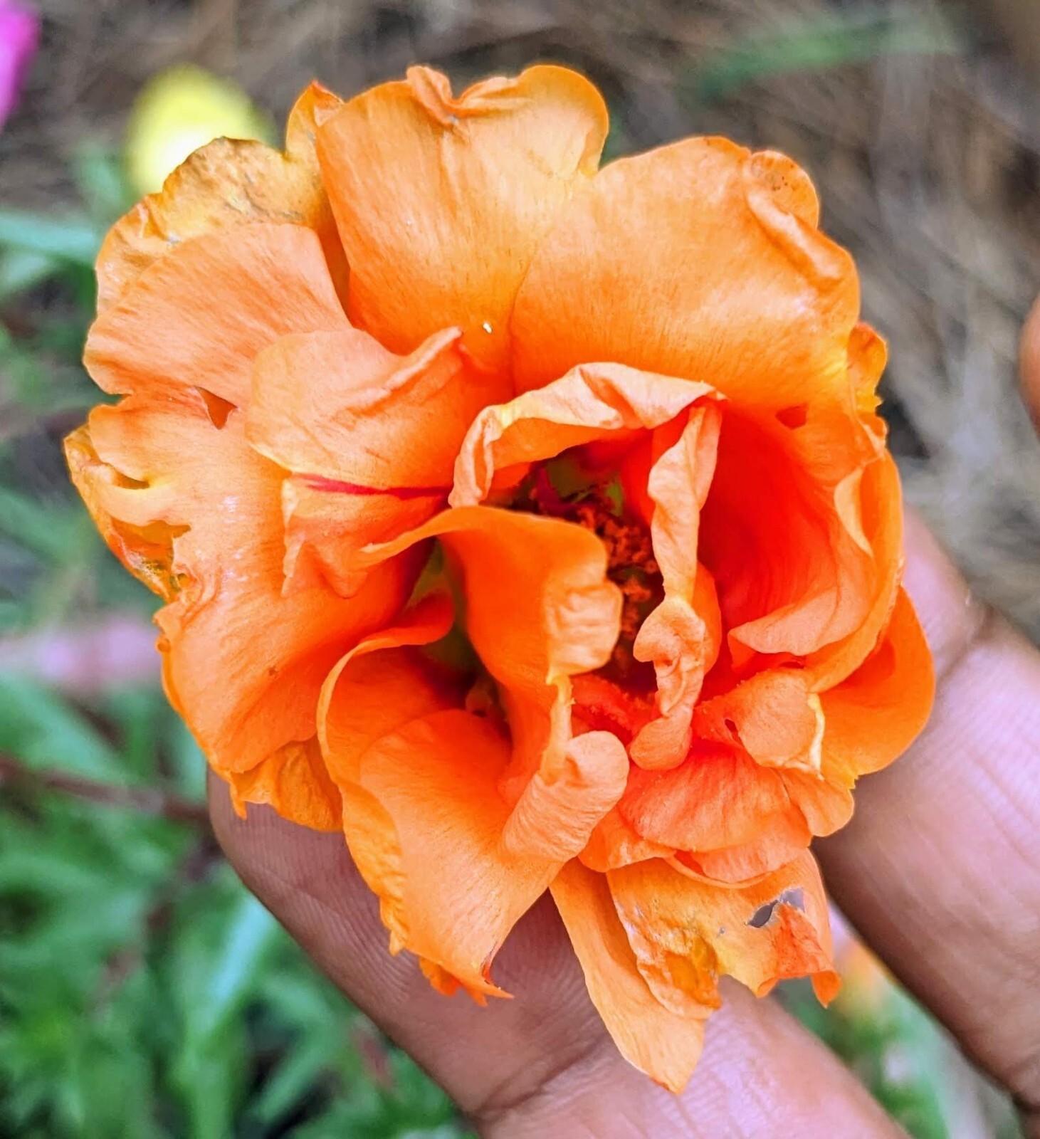 1000+ Moss Rose Double Mix Portulaca grandiflora button rose 150mg seeds