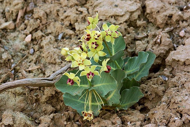 Asclepias cryptoceras | Pallid Milkweed | 5 Seeds