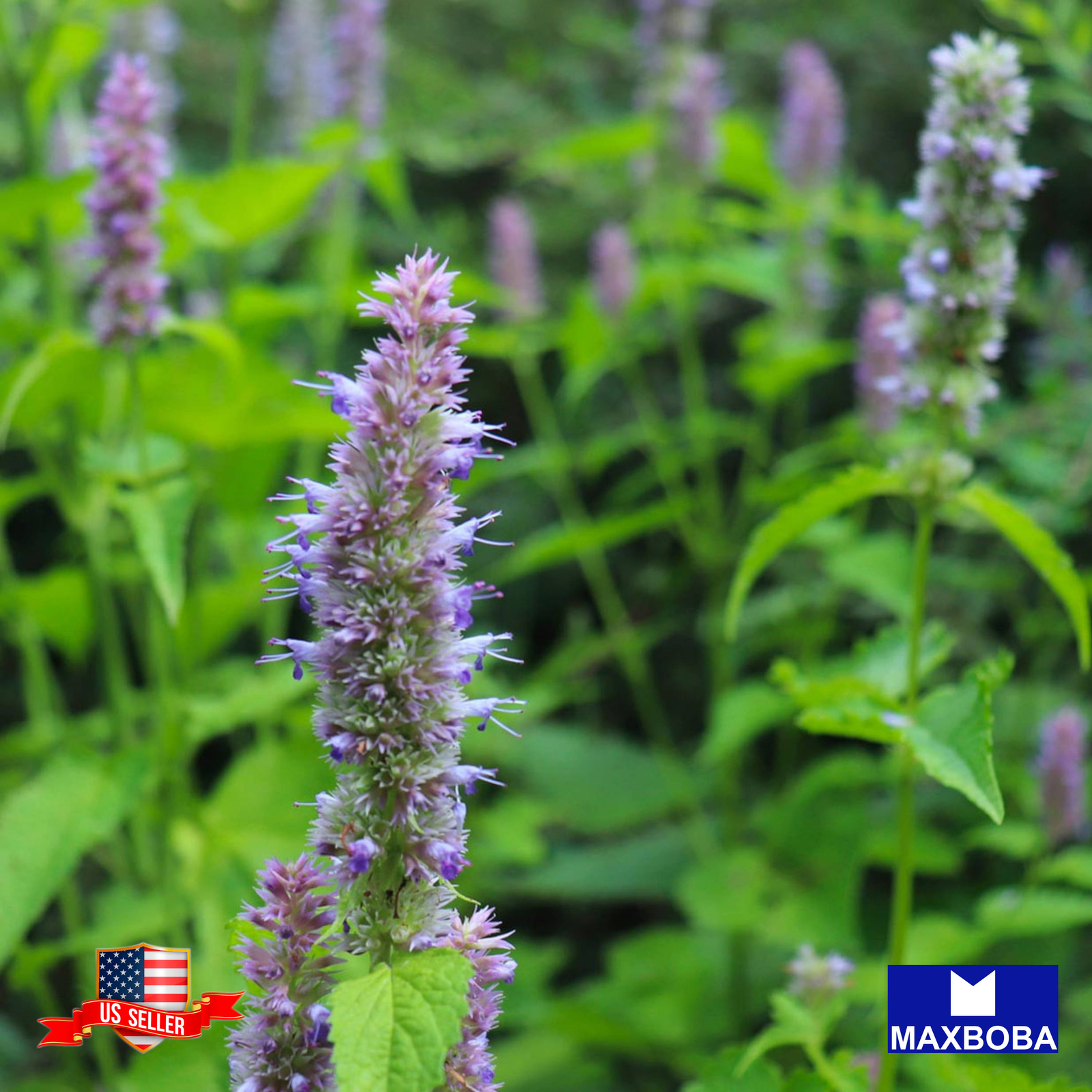 1/8 oz Wildflower Seeds – Monarch Butterfly Mix Non-GMO BOGO 50% OFF