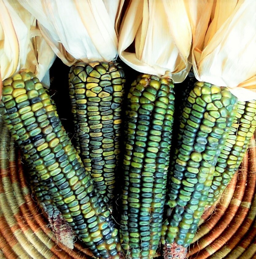 Oaxacan Green Dent Ornamental Corn Seeds | Blue Gold Glass Gem Popcorn Seed 2024