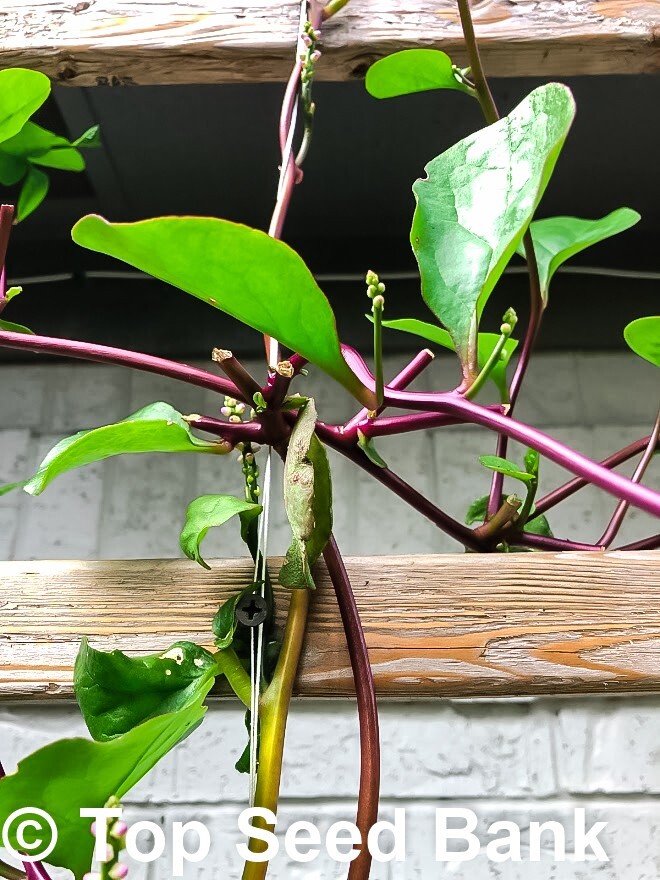 10+ Red stem Malabar Spinach seeds, Ceylon Indian vining + Free GIFT | Heirloom