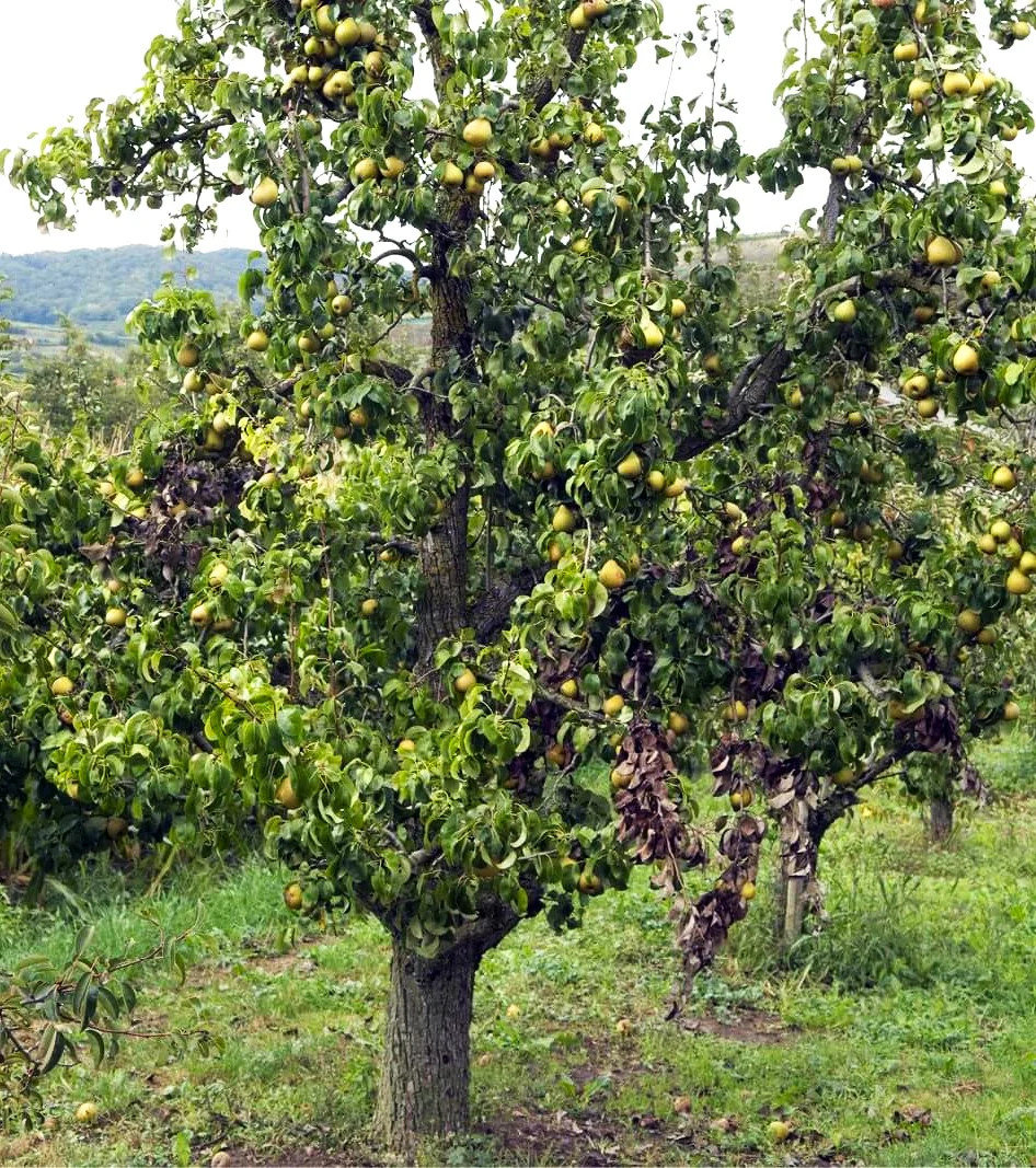 Bartlett Pear Tree Seeds | European Williams Green Pears Seed 2024 Fast Shipping
