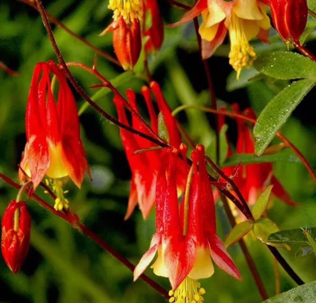 200PCS Red Eastern Columbine Seeds Partshade Perennial Attracts Pollinators S…