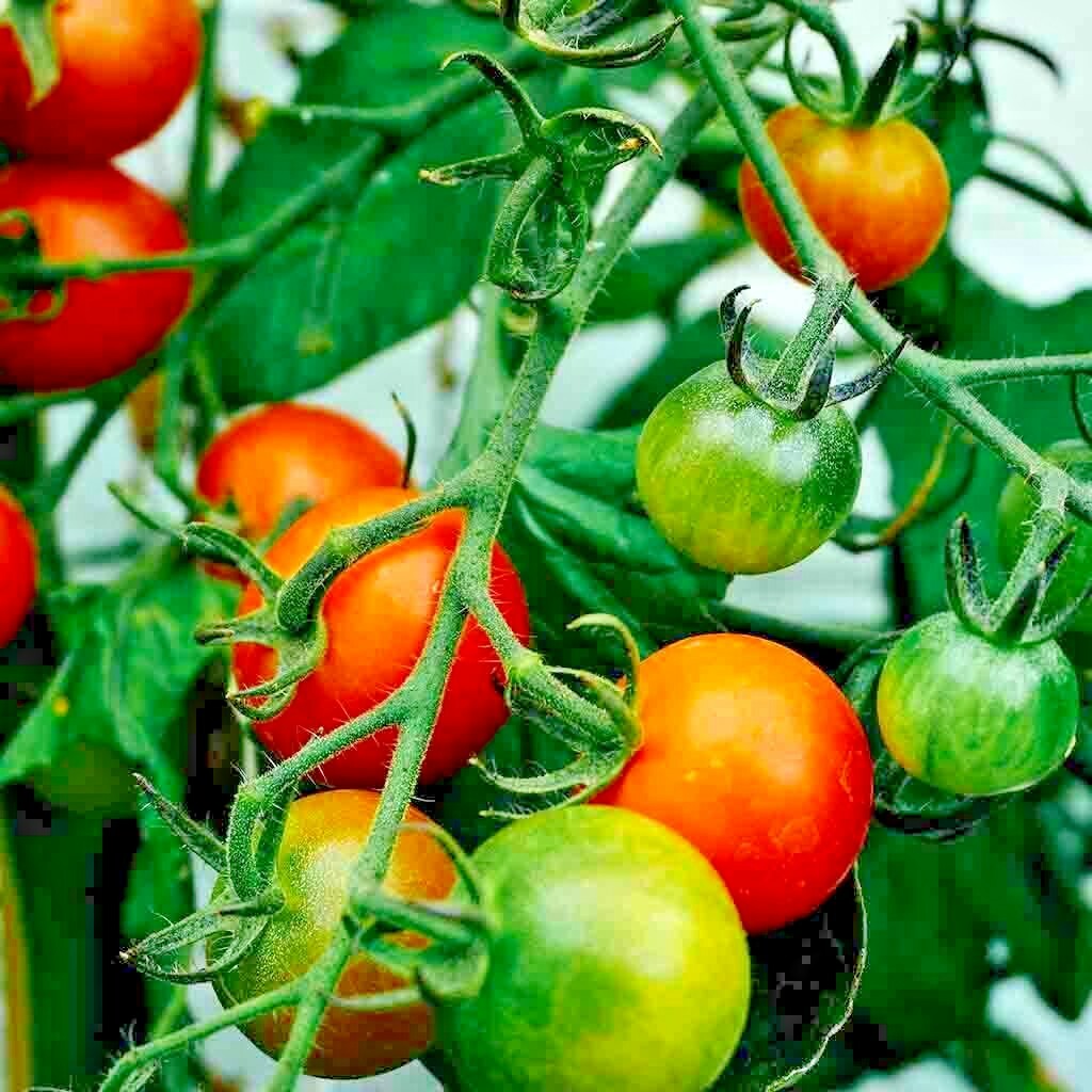 101+CHERRY TOMATO Seeds Organic Heirloom Vegetable Garden Patio Container Easy