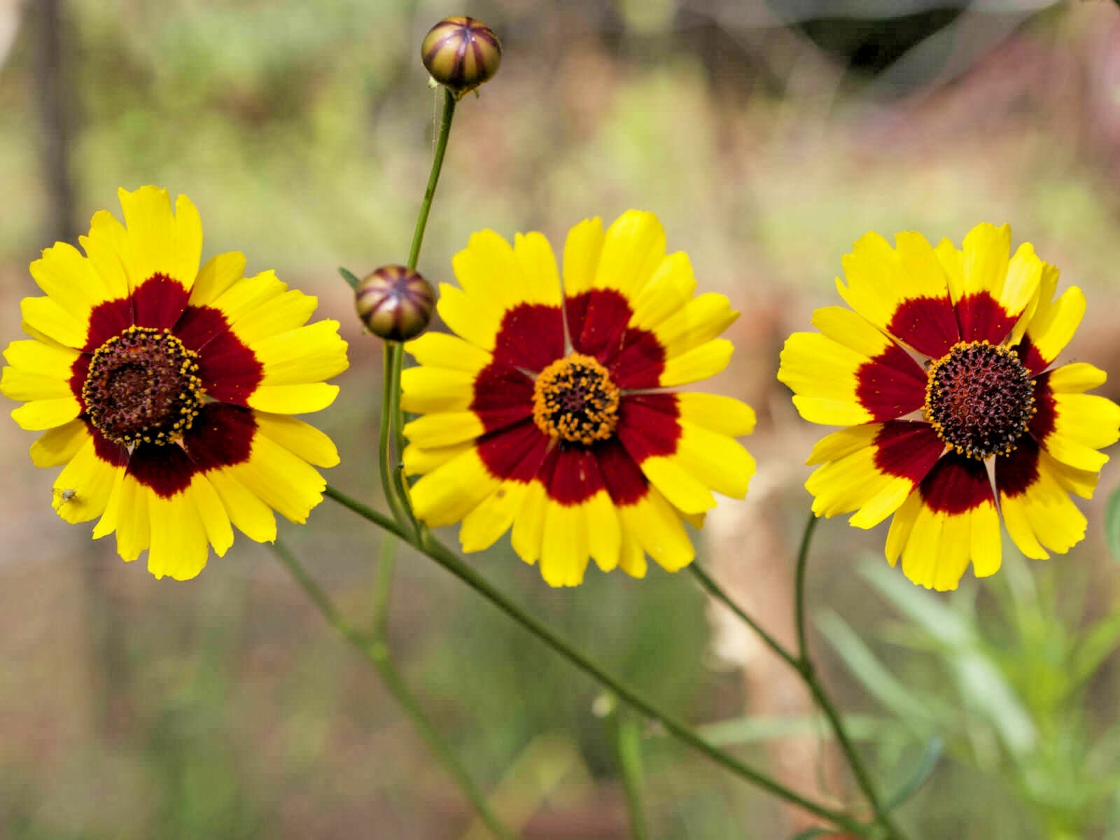 1001+PLAINS COREOPSIS Seeds Native Wildflower Drought Heat Pollinators Tickseed