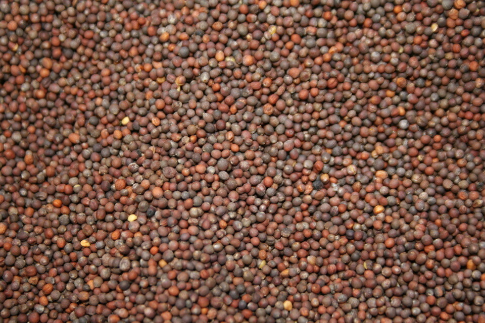 BROCCOLI Green Sprouting CALABRESE ORGANIC HEIRLOOM Pure Seed 500 Seeds