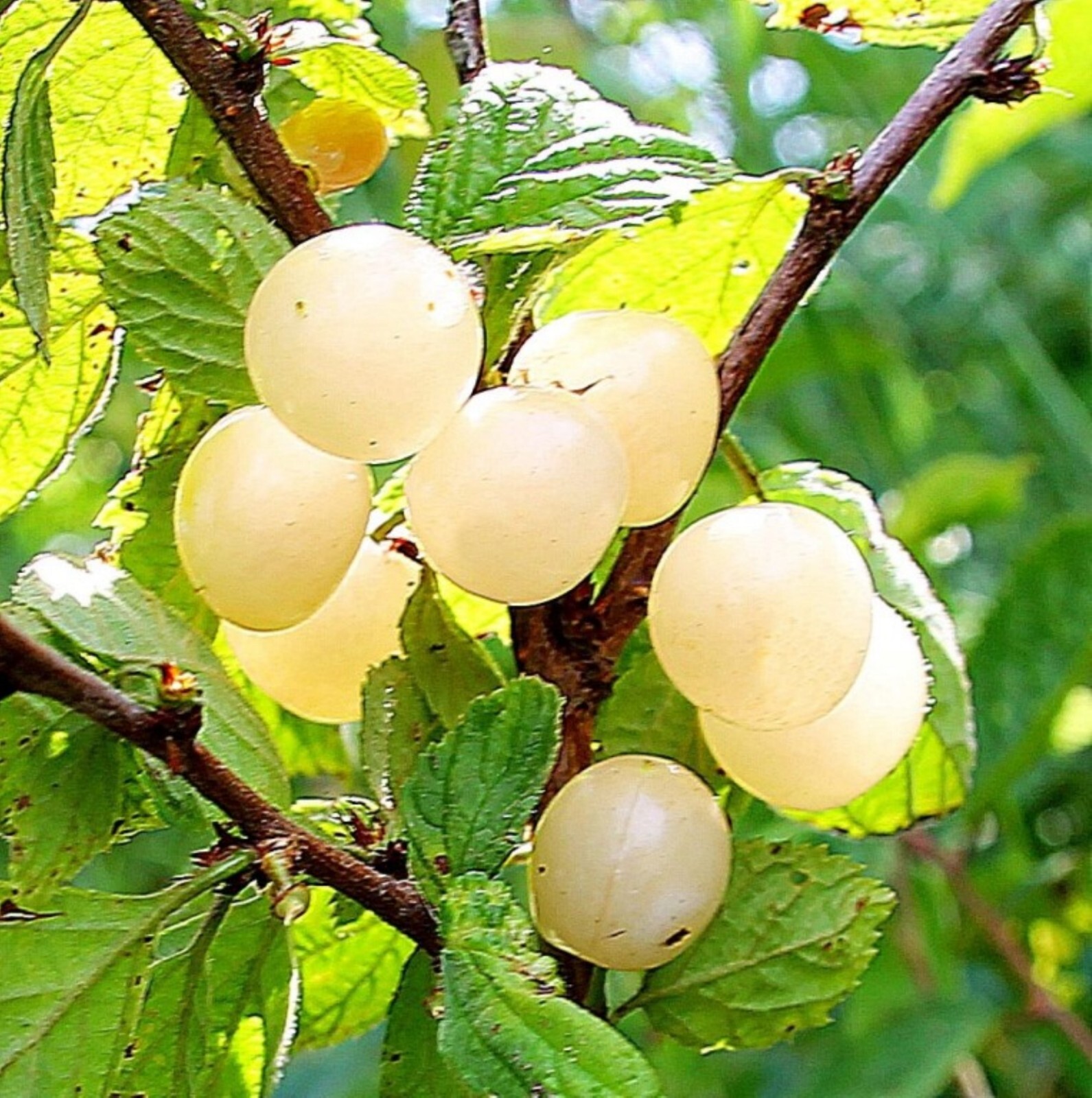 12-18” tall Ian – Nanking White Cherry 2 year old plant