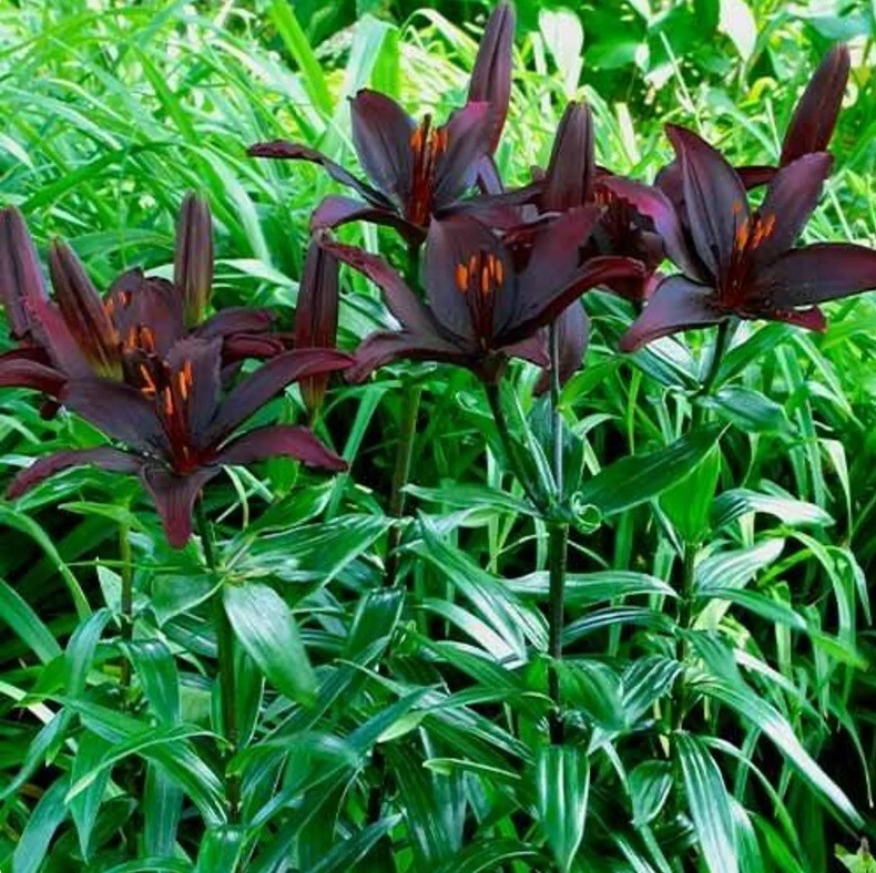 BLACK ASIATIC LILY FLOWER BULBS~BLACKLIST~3-4 FT TALL PERENNIAL LIVE PLANT HARDY