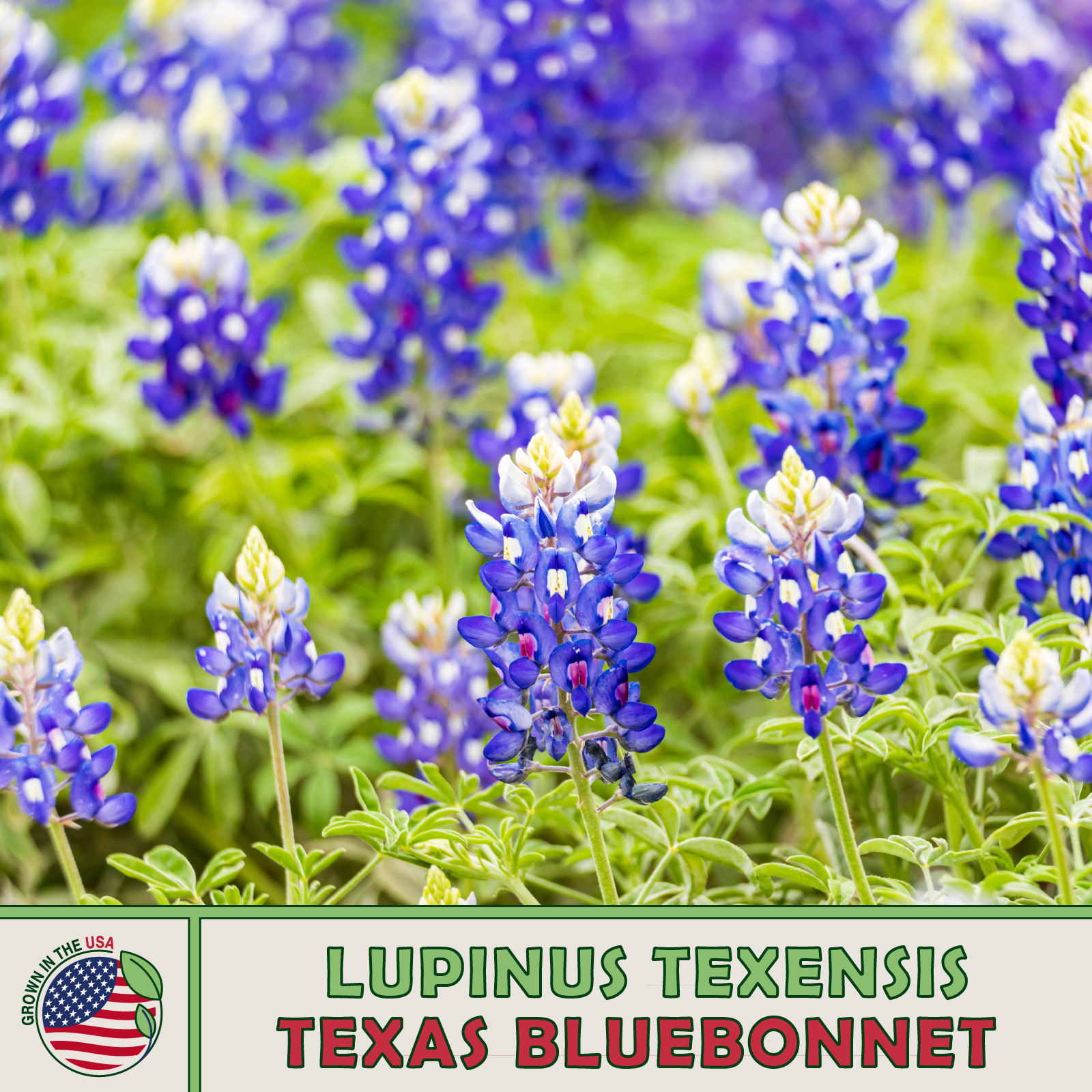 50 Texas Bluebonnet Seeds, Lupinus texensis, Texas State Flower, Genuine USA