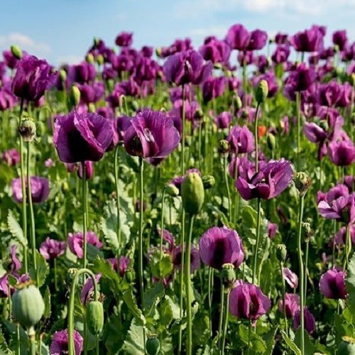 1,500 – 5,000 Stratified Lauren Springer’s Grape Papaever Somniferum Poppy Seeds