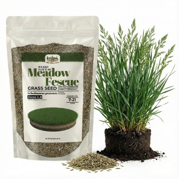 Old Cobblers Farm™ Wicked Tuff Turf Dell Meadow Fescue Grass Seed – Lush Turf