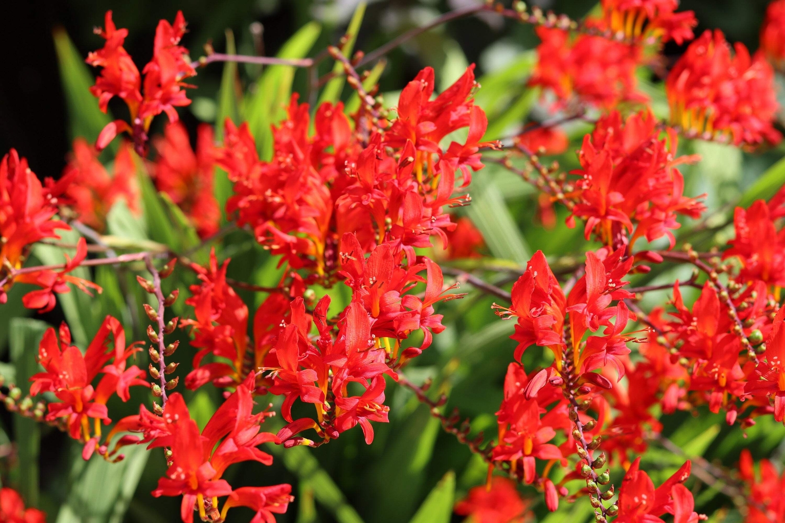 10 RED LUCIFER CROCOSMIA Crocosmia Masoniorum Flower Seeds