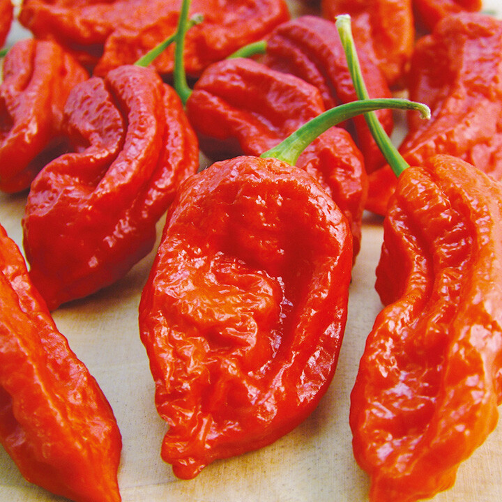 25 Red Bhut Jolokia Seeds Ghost Pepper HOT Chilli 900K-1M+ SHUS Bulk Wholesale