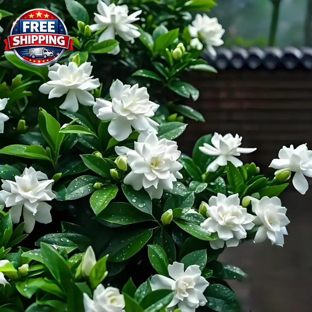 Gardenia Flower Seeds Gift Pack – 199Pcs Aromatic & Evergreen Seeds – Blooming W