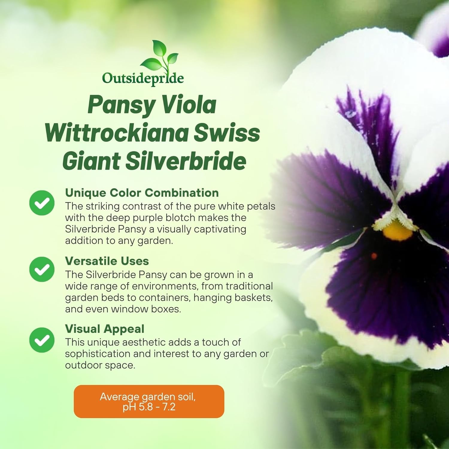 2000 Seeds Silverbride Pansy Seeds – Viola Flower Seeds