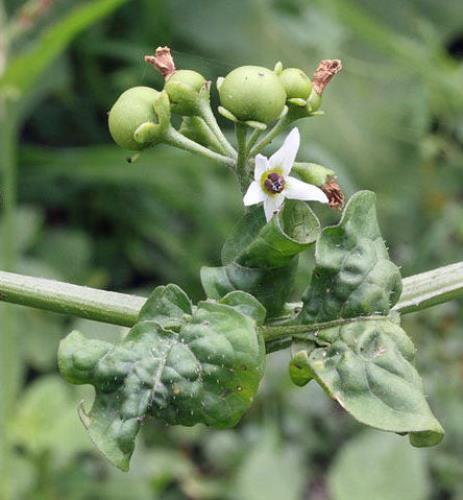 Solanum scabrum | Garden Huckleberry | 10 Seeds