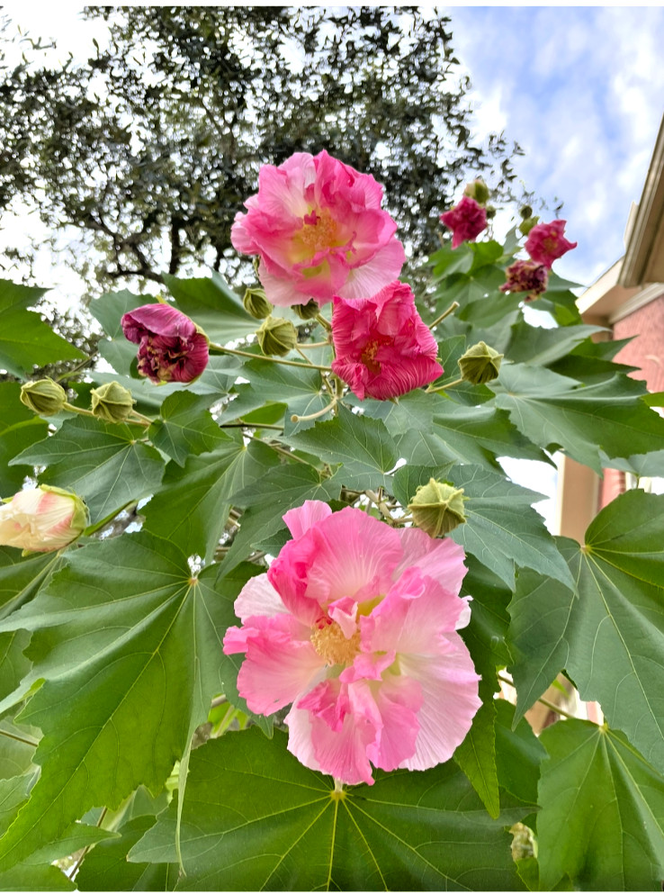 Tri Color Confederate Rose – Hibiscus mutabil (pink White) Two rooted plant