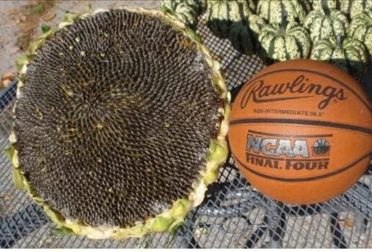 10+ Giant Mongolian Sunflower Seeds — NON GMO — HEIRLOOM — FRESH