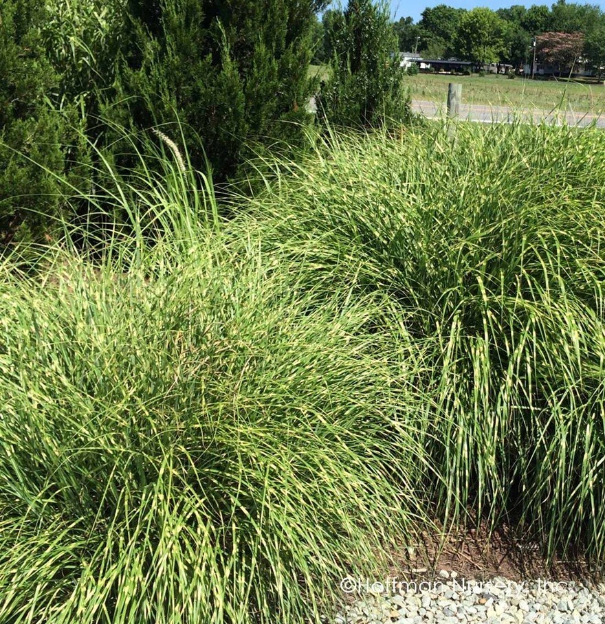 10+ ZEBRA GRASS Variegated Maiden Grass Miscanthus Sinensis Zebrinus Seeds