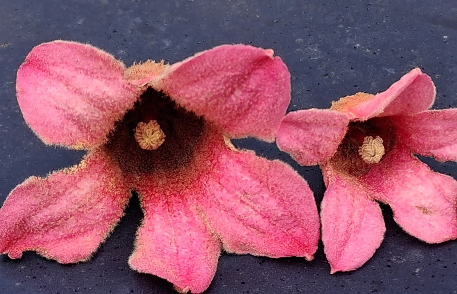 Fresh & Rare Brachychiton Discolor seeds