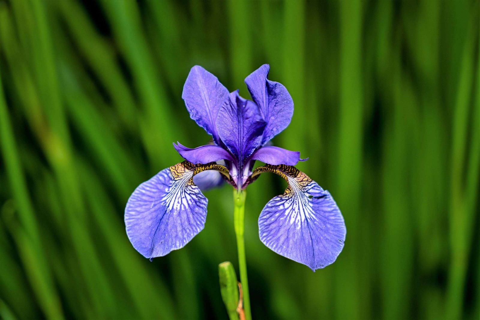 25 BLUE FLAG IRIS Versicolor Fragrant Native Purple Yellow White Flower Seeds