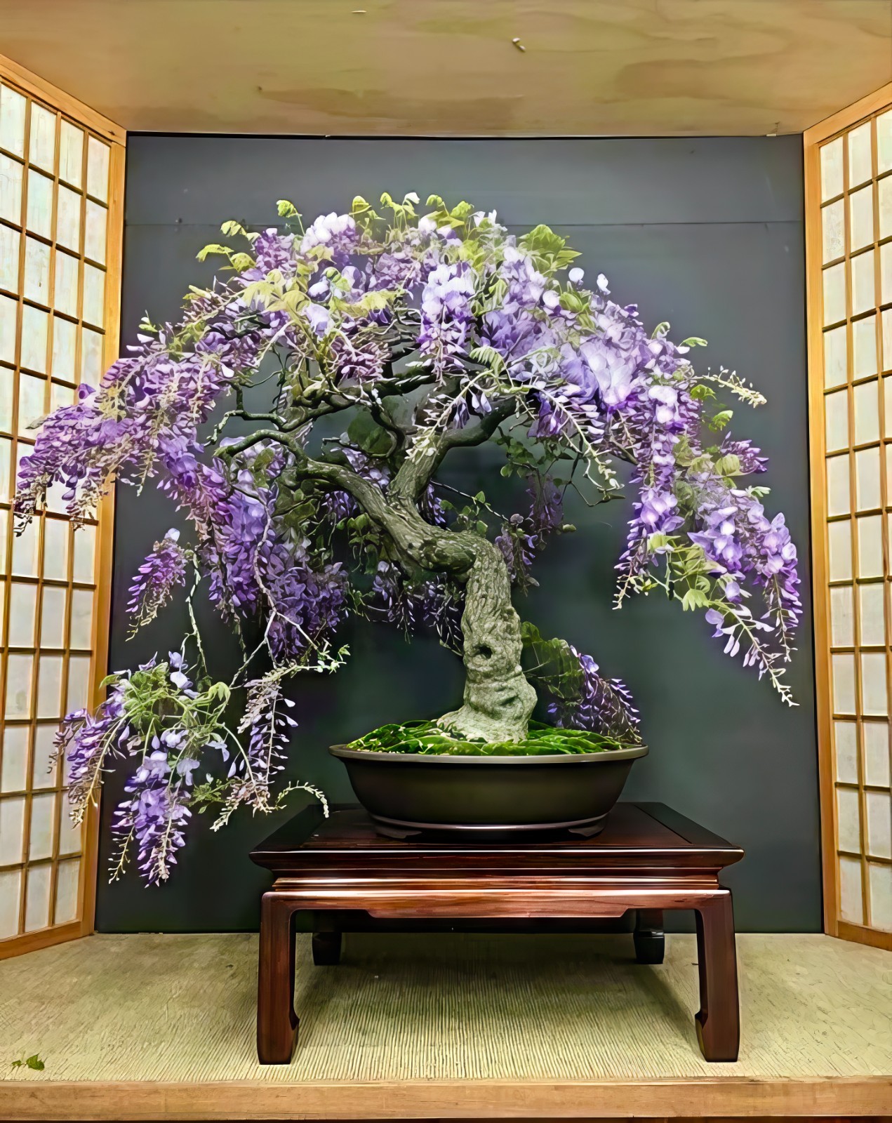 5 Chinese Wisteria Tree Seeds Fast Climber Flower Vine, Cold Hardy Bonsai Plant