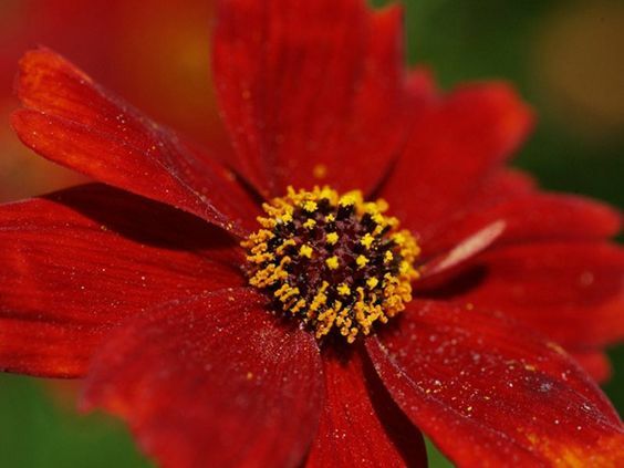 Coreopsis AMULET RED DWARF 10-12″ Tall Butterfly Garden USA Non-GMO 200 Seeds!