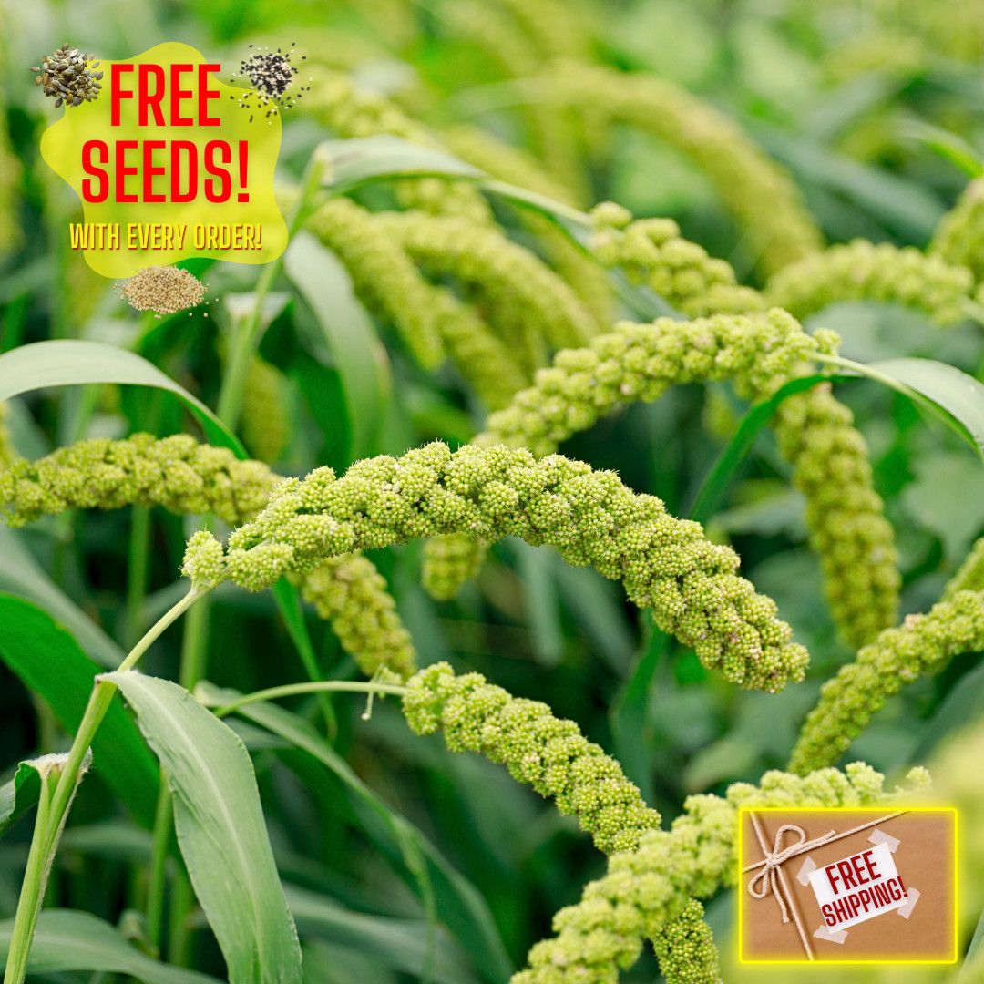 Fresh Foxtail Millet Seeds | Fast Growing | Heirloom Non-GMO | Grain Seeds