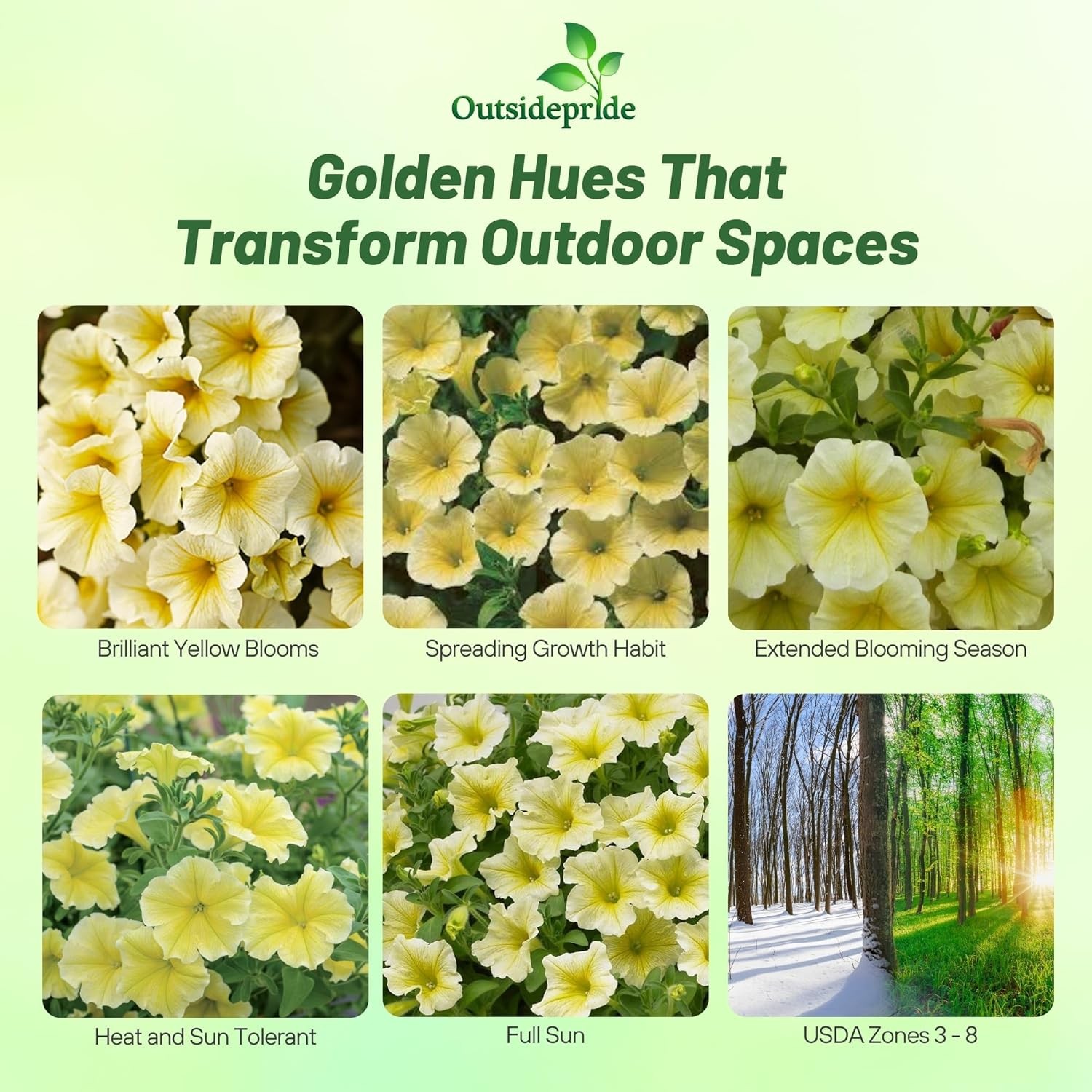 15 Seeds Easy Wave Yellow Petunia Spreading Flower Seeds