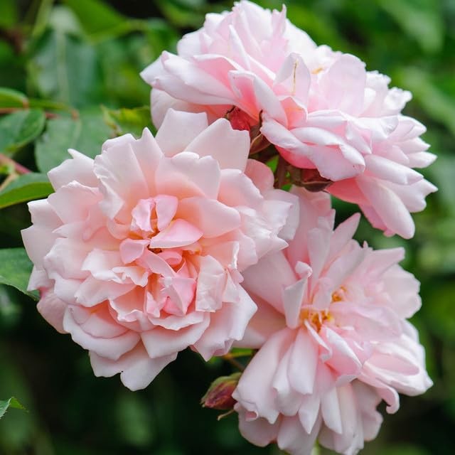 250 Mixed Climbing Rose Seeds – Fragrant Vibrant Climbing Blooms, Decorative …